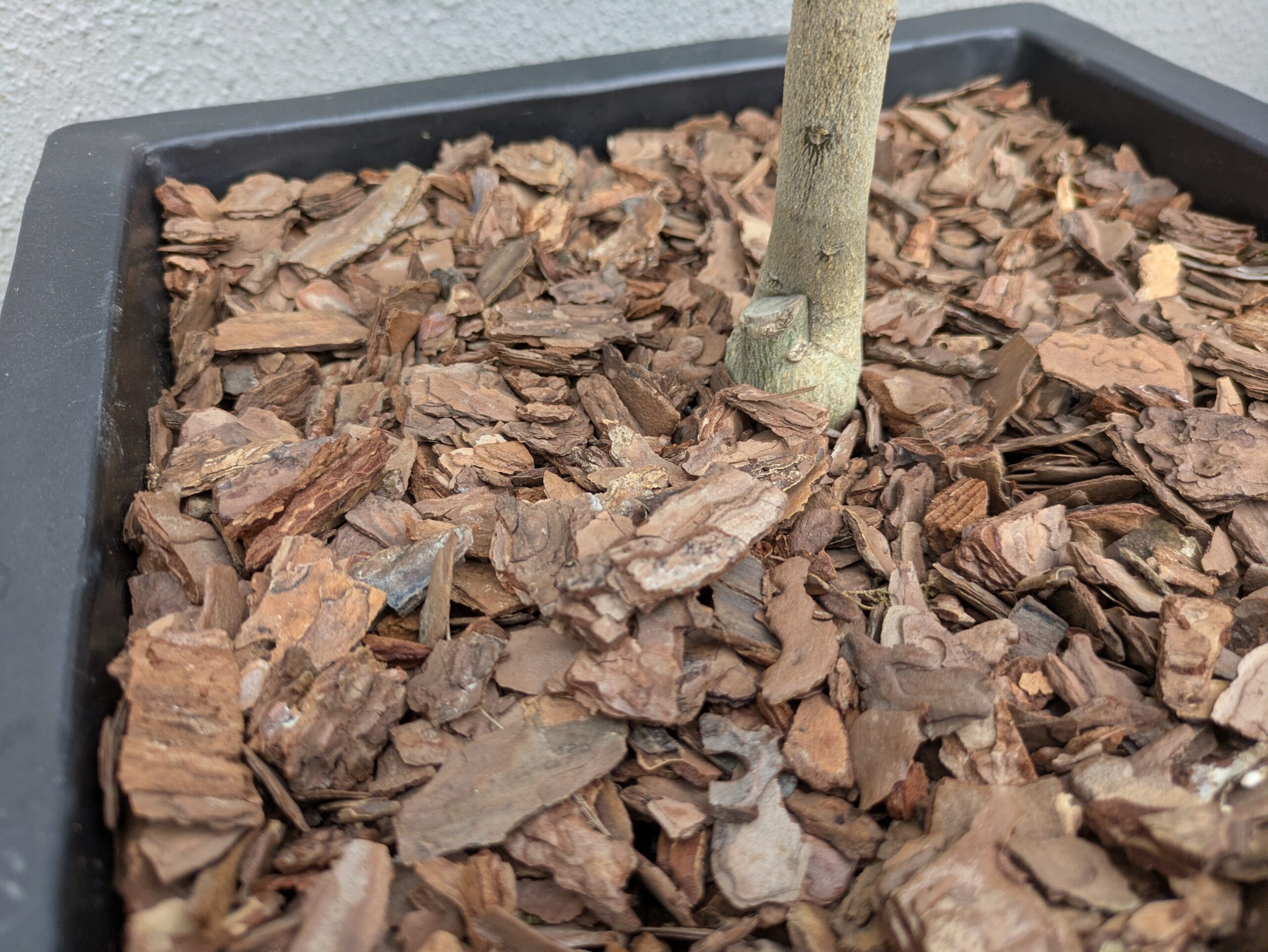 バークチップでマルチングしたレモンの鉢植え