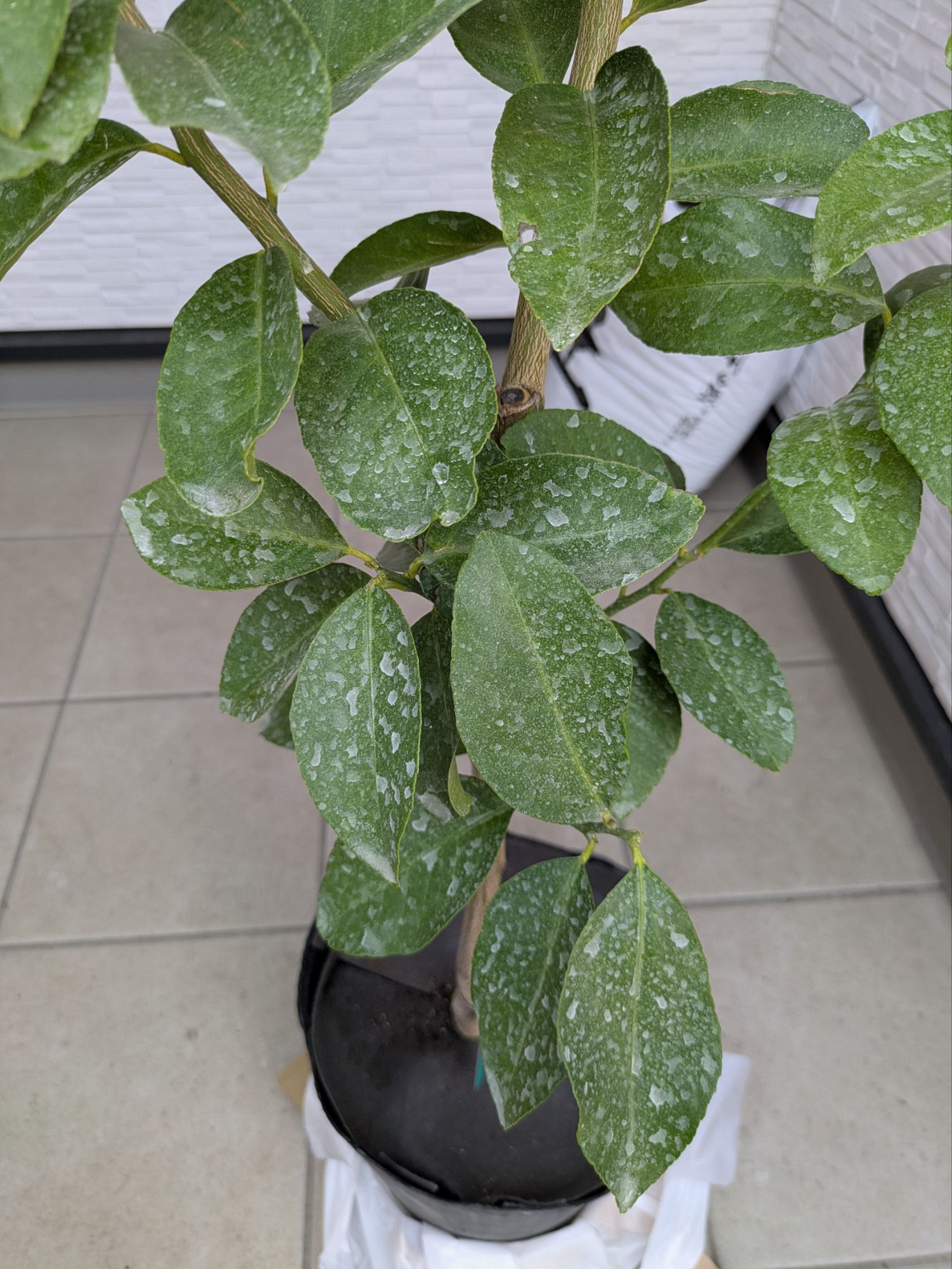 輸送用の薬品が塗布されたレモンの葉